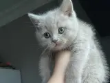 Sevimli British Shorthair Yavrumuz Sizi Bekliyor!