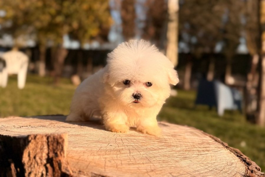 4 aylik morkie dünya tatlısı yavru 2