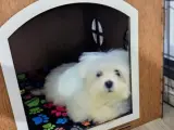 4 aylik morkie dünya tatlısı yavru