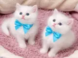 BONCUK GÖZLÜM PAMUK ERKEK BEBEĞİMİZ