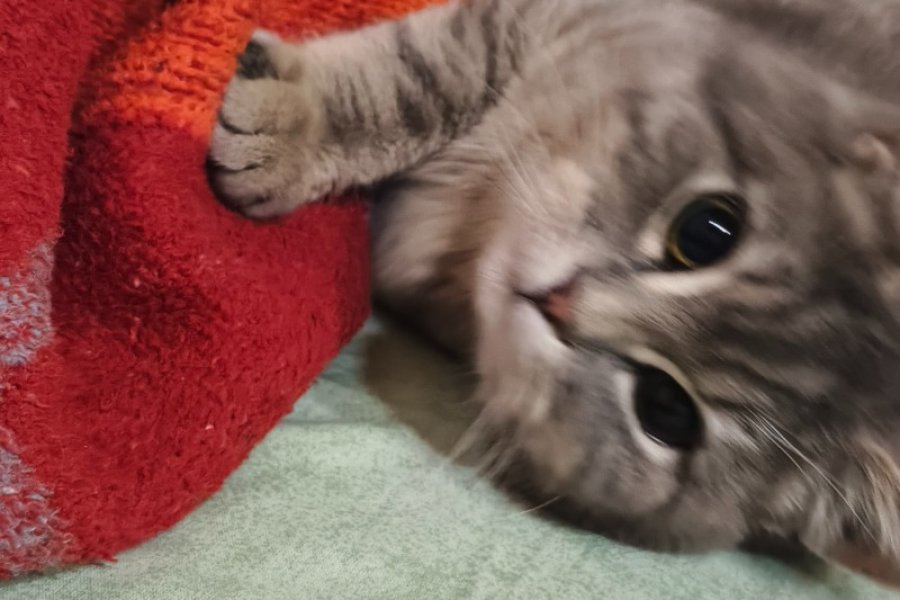 Sevimli ve Enerjik British Shorthair Kedimiz 3