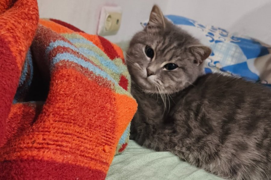 Sevimli ve Enerjik British Shorthair Kedimiz 2
