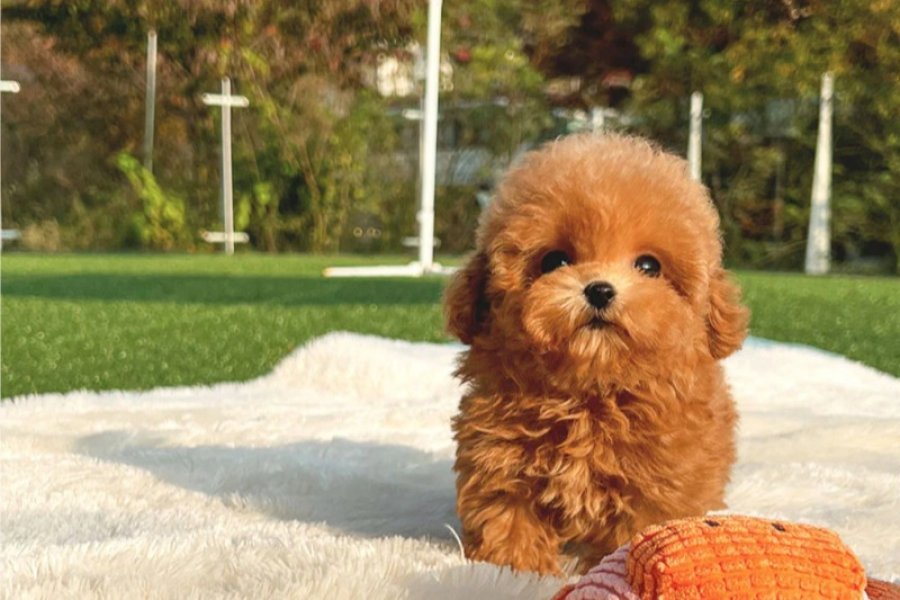 ÇOCUKLARIN MUTLULUĞU TOY POODLE BEBEKLERİM 3