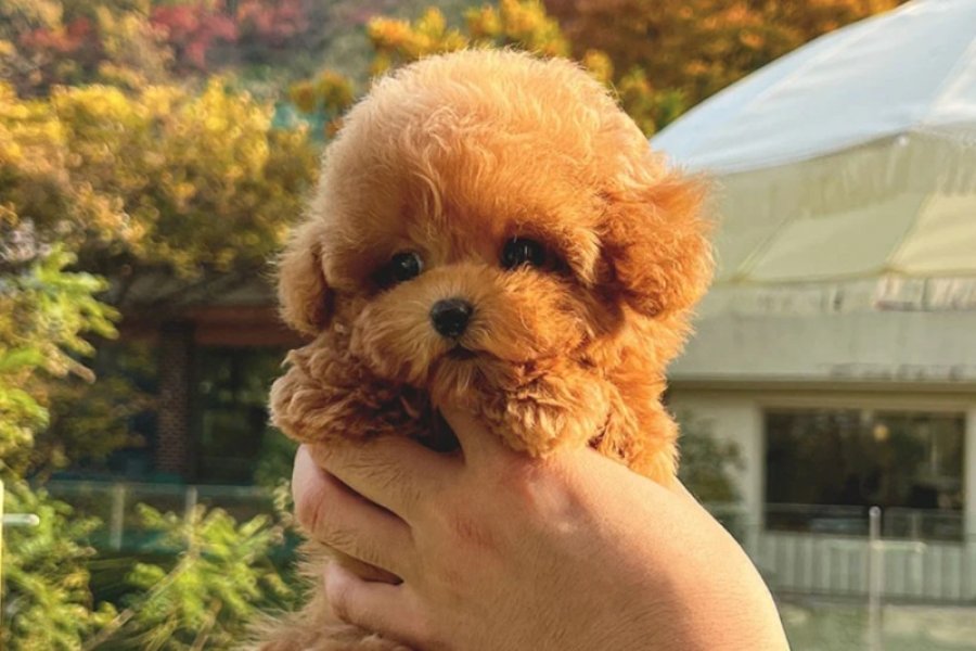 ÇOCUKLARIN MUTLULUĞU TOY POODLE BEBEKLERİM 2