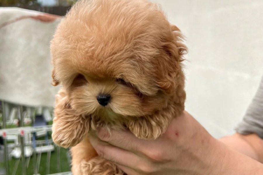 MAYA KIZIMIZIN MÜKEMMEL YAVRUSU TOY POODLE 2