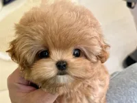 MAYA KIZIMIZIN MÜKEMMEL YAVRUSU TOY POODLE