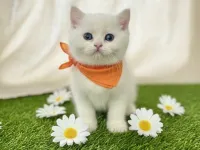 KARTOPU MAVİŞ MAŞALLAH BEBEĞİME ERKEK BRİTİSH