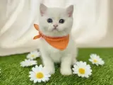 KARTOPU MAVİŞ MAŞALLAH BEBEĞİME ERKEK BRİTİSH