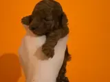 Safkan Toy Poodle Yavrularımız
