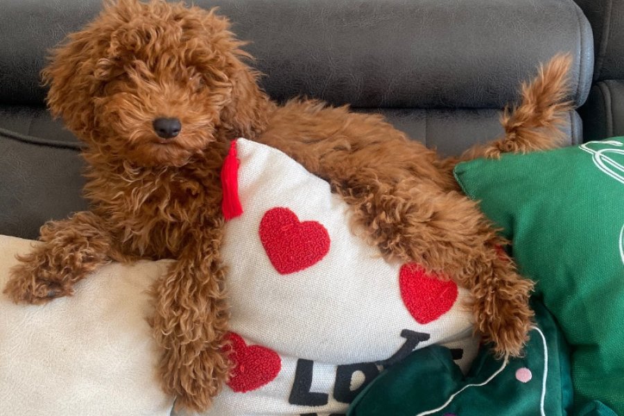 Sevimli Toy Poodle Yavrumuz Sahibini Arıyor 2