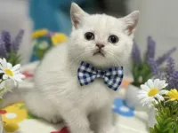 BONCUK GÖZLÜ bebeğim teslime hazır