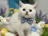 BONCUK GÖZLÜ bebeğim teslime hazır