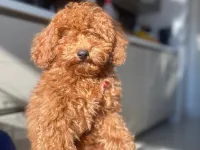 Sevimli Toy Poodle Yavrumuz Sahibini Arıyor