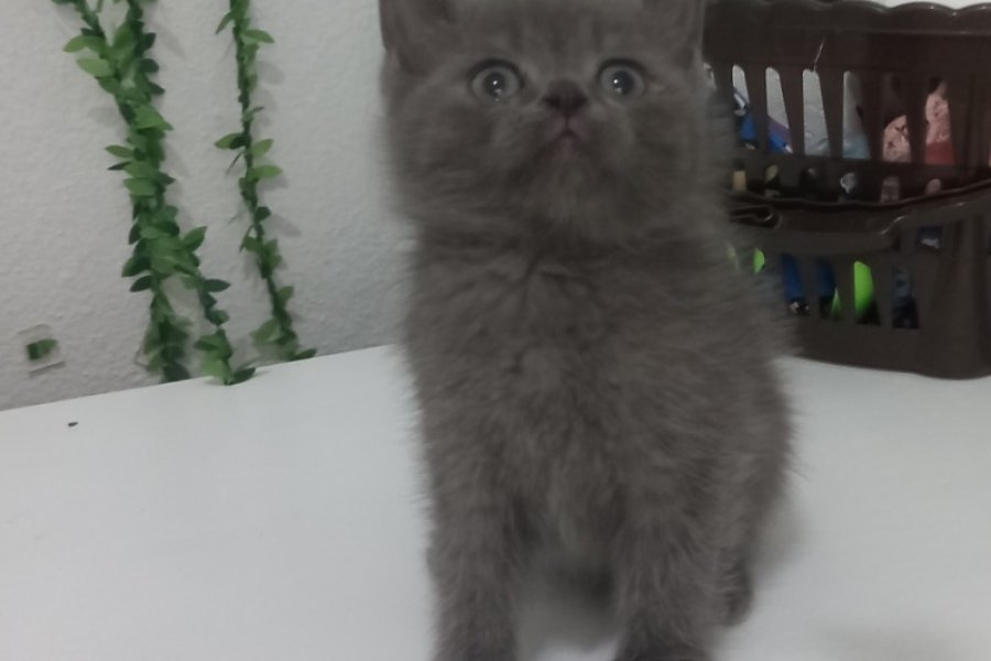 Afacan bıcırık teslime hazır 3