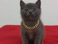 Afacan bıcırık teslime hazır