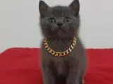 Afacan bıcırık teslime hazır