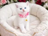 KALİTELİ SAFKAN DİŞİ MİNNOŞ BRİTİSH