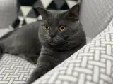 Sakin kısırlaştırılmış çiplidir sakin yapısıyla huzur verir. Ücretsiz sahiplendirme!