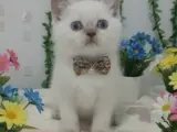 Bu güzellik her evde olmalı
