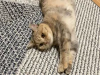 Sevecen British Shorthair Yavrumuz