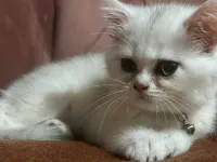 İstanbul çok tatlı kedi almak isteyen iletişime geçebilir