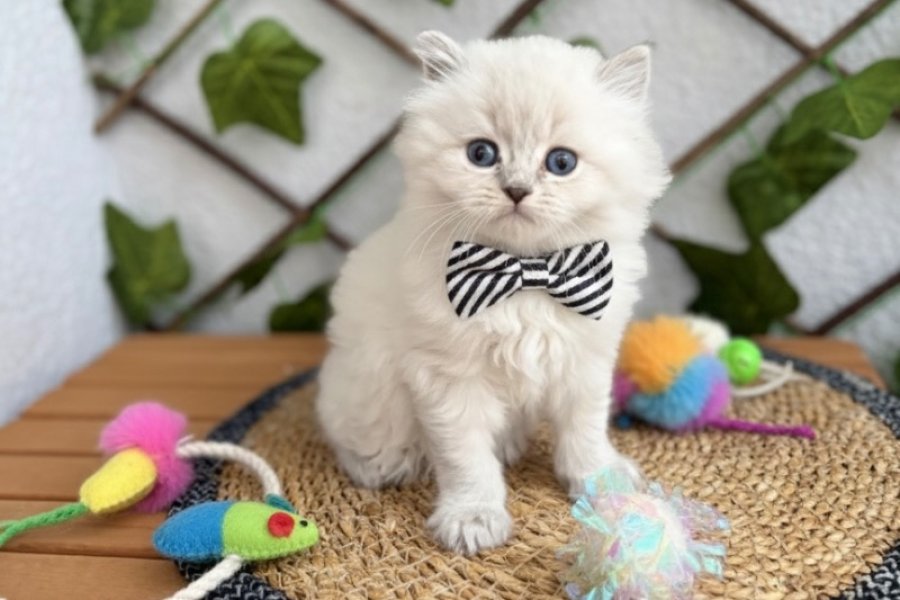 DİŞİ VE ERKEK BLUEPOİNT LONGHAİR BEBELER 3