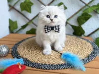 DİŞİ VE ERKEK BLUEPOİNT LONGHAİR BEBELER
