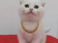 Kar topu bebeklerim teslime hazır
