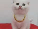 Kar topu bebeklerim teslime hazır