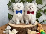 EV ORTAMINDAN SAĞLIKLI DİŞİ ERKEK POFUDUK BEBELER