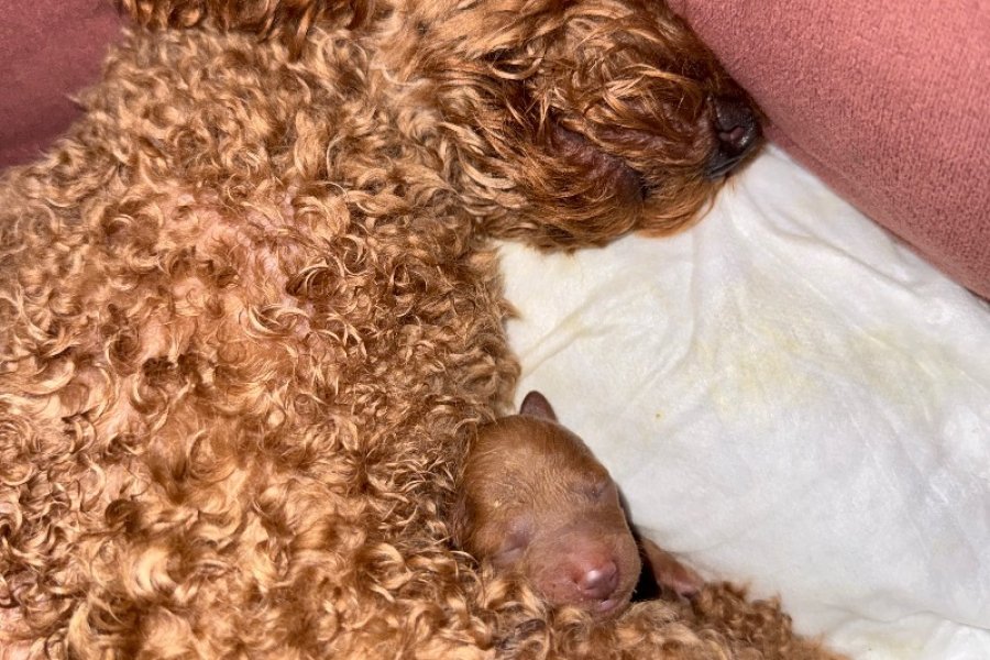 Safkan Toy Poodle Yavrularımız 3