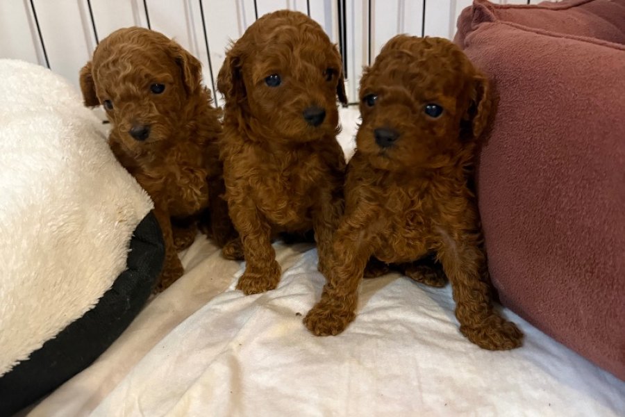 Safkan Toy Poodle Yavrularımız 2