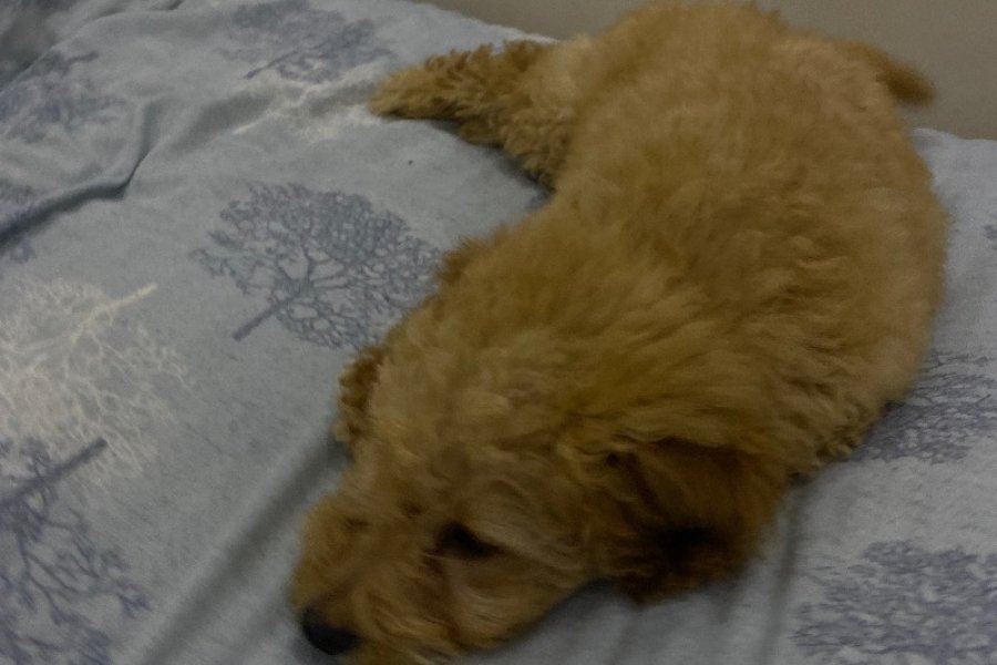 3 Aylık Maltipoo Yavru 3