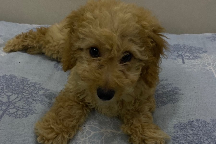 3 Aylık Maltipoo Yavru 2