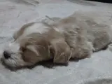 2 aylık maltipoo