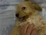 3 Aylık Maltipoo Yavru