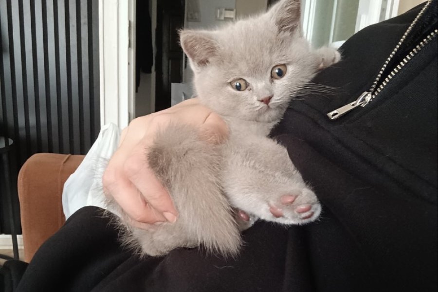 NADİR BULUNAN LİLAC RENK ERKEK BRİTİSH BEBEK 3