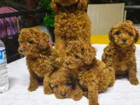 Red toypoodle bebeklerimiz