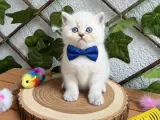 DİŞİ VE ERKEK BONCUK BEBELERİM BLUEPOİNT BRİTİSH
