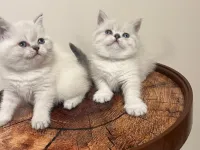 SAFKAN OYUNCU BRITISH BLUE POINT BEBEĞİM