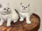 SAFKAN OYUNCU BRITISH BLUE POINT BEBEĞİM