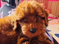 Eşyaları Hediye 3 Aylık Toy Poodle Erkek