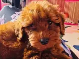 Eşyaları Hediye 3 Aylık Toy Poodle Erkek