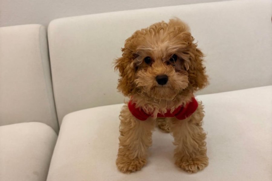 Büyüdüğünde 3 kg Altı Olacak Özenle Büyütülmüş Gerçek Toy Poodle Yavrular &  Microçipli ve Aşıları Tam & Öncelik Sevgi Dolu Yuva Bulmaları 2