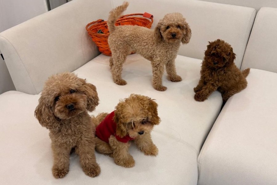 Büyüdüğünde 3 kg Altı Olacak Özenle Büyütülmüş Gerçek Toy Poodle Yavrular &  Microçipli ve Aşıları Tam & Öncelik Sevgi Dolu Yuva Bulmaları 3
