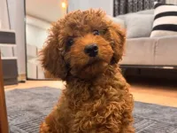Toy poodle 3 aylık