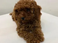 Büyüdüğünde 3 kg Altı Olacak Özenle Büyütülmüş Gerçek Toy Poodle Yavrular &  Microçipli ve Aşıları Tam & Öncelik Sevgi Dolu Yuva Bulmaları