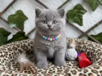 AYICIK SURAT DİŞİ BRİTİSH SHORTHAİR BEBEK