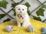 İNCİ KIZIMIZ 41 KERE MAŞALLAH BONCUK BEBEK
