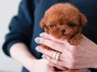 UYGUN BÜTÇELİ TOY POODLE BEBEKLERİM